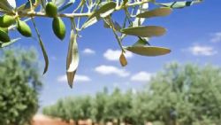 מסעו של הזית