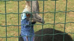 מגזו - קזואר