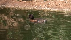 מגזו - צוללן ביצות