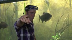 מגזו - דג טריגון