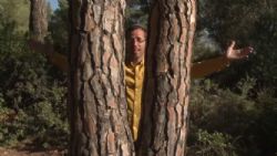 נס של סוס מעץ