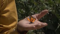 לבקש פרח ולקבל קקטוס