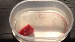 האבטיח האחרון