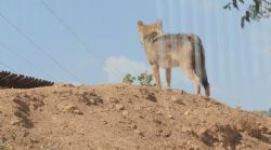 וגר זאב עם כבש- זאב