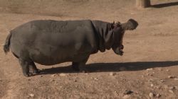 סבתא תמי- היפופוטם