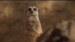 מגזו - סוריקטות!